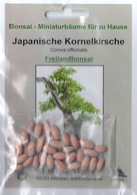 Bonsai - 20 Samen Japanische Kornellkirsche, Cornus officinalis 90113