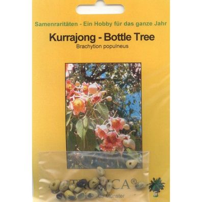 Bonsai - 20 Samen Kurrajong-Bottle Tree, Brachytion populneus 90098