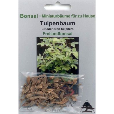 Bonsai - 20 Samen von Tulpenbaum, Liriodendron tulipifera, 90062
