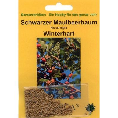 Bonsai - 200 Samen Morus nigra, schwarzer Maulbeerbaum , 90043