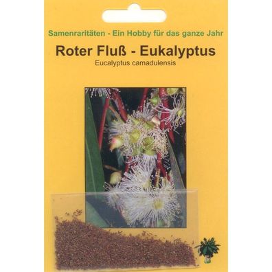 Bonsai - 200 Samen Roter Fluß-Eukalytus, Eucalythus camadulensis 90099