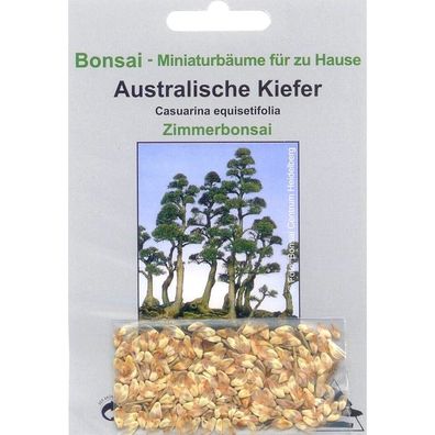 Bonsai - 200 Samen v. Casuarina equisetifolia, Austral. Kiefer, 90026