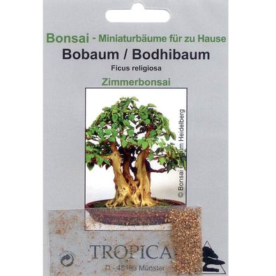 Bonsai - 200 Samen von Bobaum, Bohdhibaum, Ficus religiosa, 90061