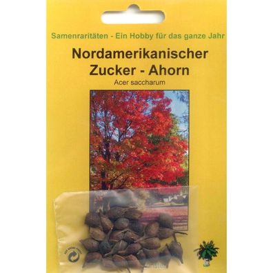 Bonsai - 25 Samen von Nordamerikanischer Zuckerahorn, Acer saccharum, 90059