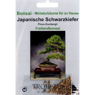 Bonsai - 30 Samen Japanische Schwarzkiefer, Pinus thunbergii, 90000