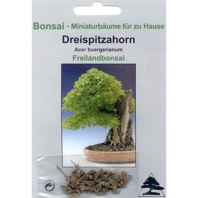 Bonsai - 30 Samen von Acer buergerianum, Dreispitzahorn, 90014