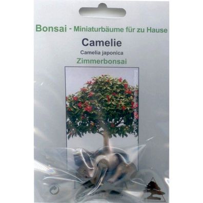 Bonsai - 4 Samen von Kamelie, Camellia japonica, 90029