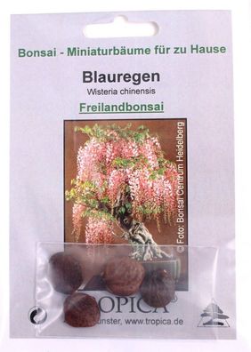 Bonsai - 4 Samen von Wisteria chinensis, Blauregen, 90004