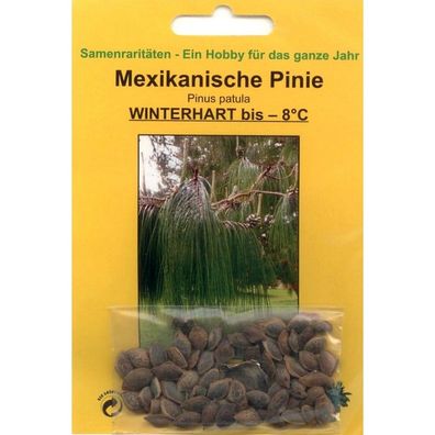 Bonsai - 40 Samen Pinus patula, Mexikanische Pinie, 90046