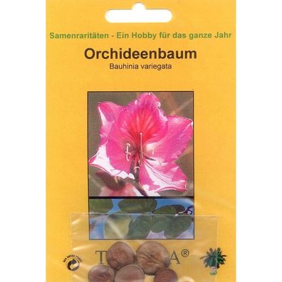 Bonsai - 5 Samen von Orchideenbaum, Bauhinia variegata 90017