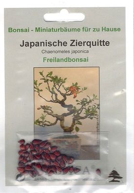 Bonsai - 50 Samen Japanische Zierquitte, Chaenomeles japonica 90111