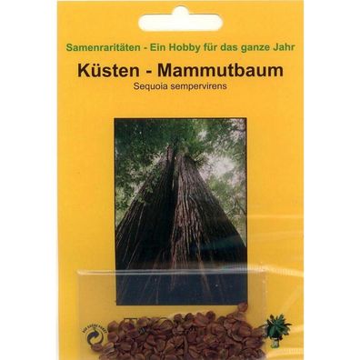 Bonsai - 50 Samen v. Sequoia sempervirens, Küsten Mammutbaum, 90041