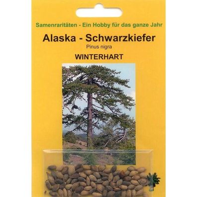 Bonsai - 50 Samen von Alaska Schwarzkiefer, Pinus nigra, 90064