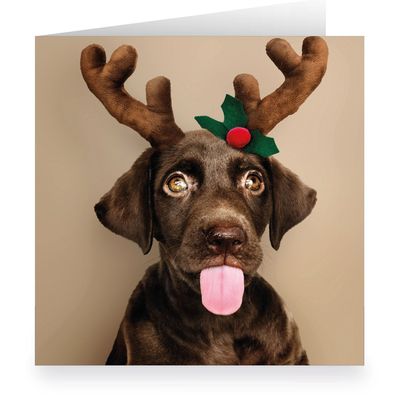 Süße XL Hunde Weihnachtskarte mit Labrador als Elch - 1 Q23093