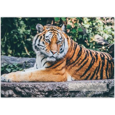 Tier A3 Kinder Malblock Motiv "Resting Tiger" - Bq 11373