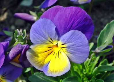 1000 Samen Acker Stiefmütterchen (Viola arvensis). Zier- und Heilpflanze