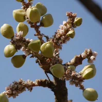 SAMEN Weihrauch-Baum Boswellia serrata - Indian Frankincense - 5+ Samen E 302