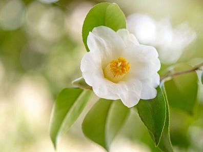 SAMEN - Teepflanze - Camellia sinensis - Tea Plant 3+ Samen - Seeds E 301