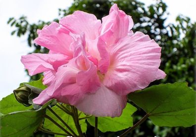 Mandel - Eibisch - Baumwollrose Cotton rose - Hibiscus mutabilis 5+ Samen Ed 074