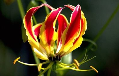 Prächtige Ruhmesblume Gloriosa superba Flame lily Fire lily 5+ Samen Seeds Z 116