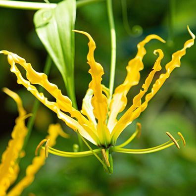 Gelbe Ruhmeskrone - Gloriosa lutea - Yellow Gloriosa Lily 5+ Samen - Seeds Z 114