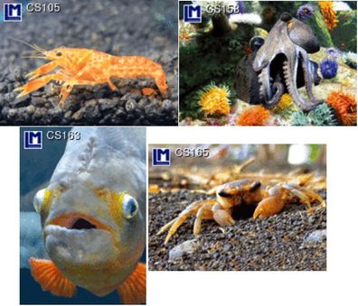 3 D Ansichtskarte Tiere Krabbe Krake Fisch Postkarte Wackelkarte Hologrammkarte Tier