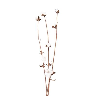Clayre & Eef Trockenblumen 80 cm Weiß Braun Trockenblumen (Gr. 80 cm (3))