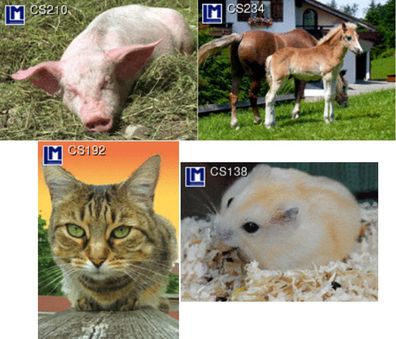3 D Ansichtskarte Tiere Haustiere Postkarte Wackelkarte Hologrammkarte Pferd Katze