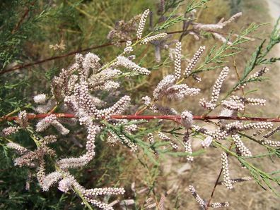 SAMEN -Afrikanische Tamariske - Sommer-Tamariske - Tamarix hispanica 50+ Samen W 189