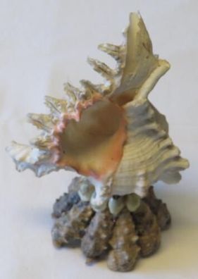 Große Muschel-Skulptur * 20 cm hoch * aus Sammlungsauflösung