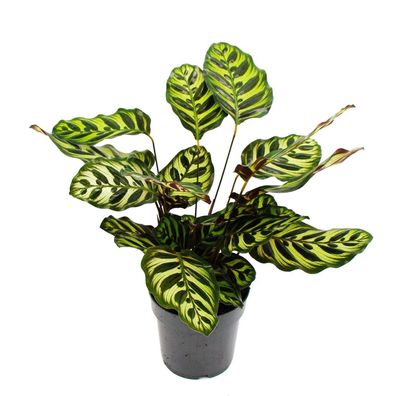 Schattenpflanze mit besonderem Blattmuster - Calathea makoyana - Korbmarante - ...