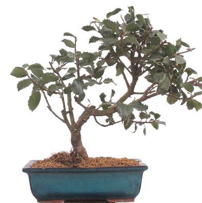 Bonsai - Ilex meservae, Stechpalme 216/58