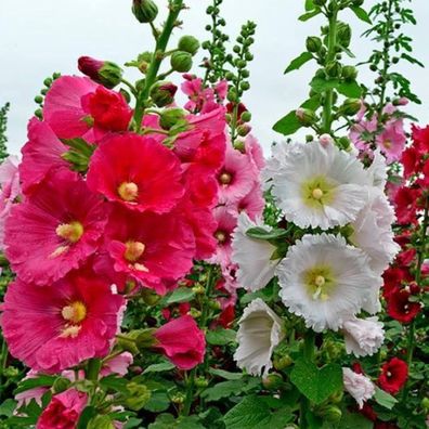 Samen für die Bepflanzung des Hausgartens, Blumensamen gemischte Farbe Stockrose Sam