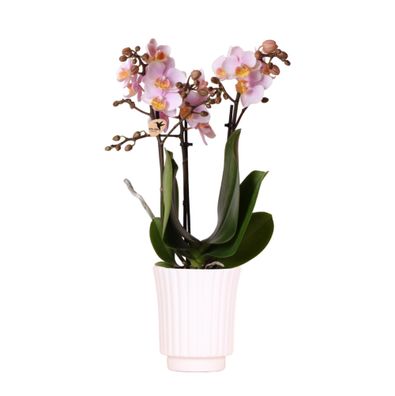 Kolibri Orchideen | rosa Phalaenopsis-Orchidee - Andorra im Retro-Dekotopf weiß - ...