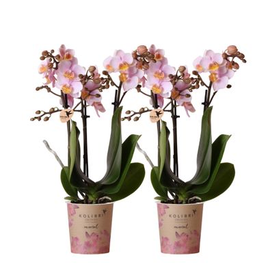Kolibri Orchids | COMBI DEAL von 2 Rosa Phalaenopsis Orchideen - Andorra - Topfgrö...