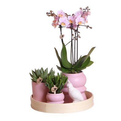 Komplettes Pflanzenset Optimismus - rosa | Grünpflanzen mit rosa Phalaenopsis-Orch...