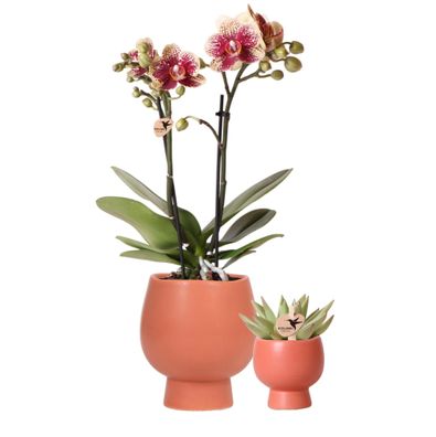 Kolibri Company - Pflanzenset Zen face nude | Set mit altrosa Phalaenopsis Orchide...