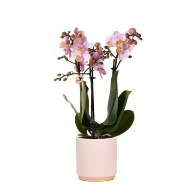 Kolibri Orchids | Rosa Phalaenopsis Orchidee - Andorra + Goldfuß Ziertopf rosa - ...