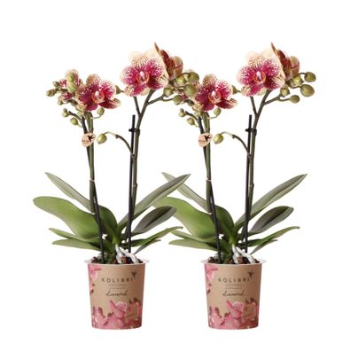 Kolibri Orchids | COMBI DEAL von 2 gelben roten Phalaenopsis-Orchideen - Spanien ...