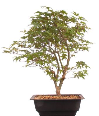 Bonsai - Acer palmatum Deshojo, roter Fächerahorn 216/32