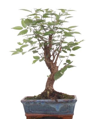 Bonsai - Zelkova serrata, Japanische Ulme 216/209