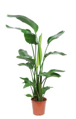 Strelitzia nicolai 120-140 cm Baumstrelitzie Zimmerpflanze - Luft reinigend