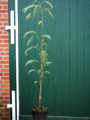 Seidenbaum Schlafbaum Akazie Albizia julibrissin 80 - 100 cm im Container