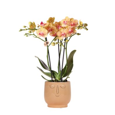 Kolibri Orchids | Orange Phalaenopsis orchid - Jamaica + Happy face dekorativer ...