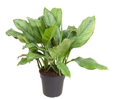 Aglaonema B.J. Freedman - Kolbenfaden - Grünpflanze - Zimmerpflanze