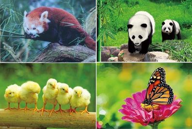 3 D Ansichtskarte Küken Panda Falter Postkarte Wackelkarte Hologrammkarte Bild Tiere