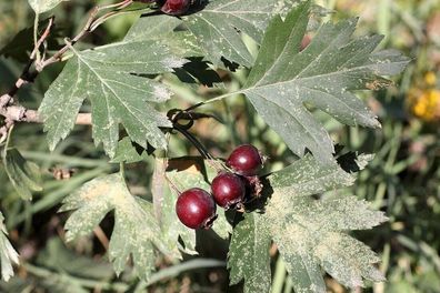 SAMEN - Asiatischer Weissdorn - Crataegus songarica - Asian hawthorn 5+ Samen G 125