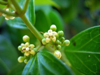 SAMEN - Gurmar - Gymnema sylvestre 5+ Samen - mehrjährige Kletterpflanze E 312