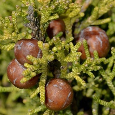 Mittelmeer Wacholder - Juniperus turbinata - Juniper of Carthage 10+ Samen E 308