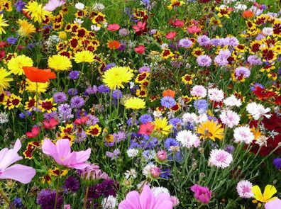 4m² Blütenreicher Blumenwiesen Mix. Bienenweide, Blumenwiese, Wildblumenwiese
